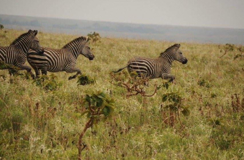 Upemba National Park, Haut-Lomami & Lualaba Provinces, DR Congo
